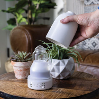 Person pouring water into a small plant on a wooden table with decorative items.